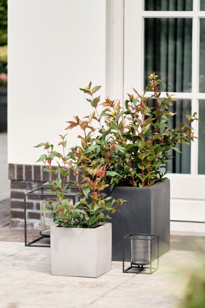 Diervilla sessilifolia `Magical Green Dragon`